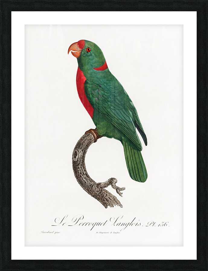 Jardines parrot  Picture Frame print