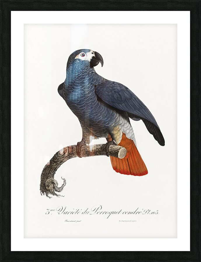 African grey parrot  Picture Frame print