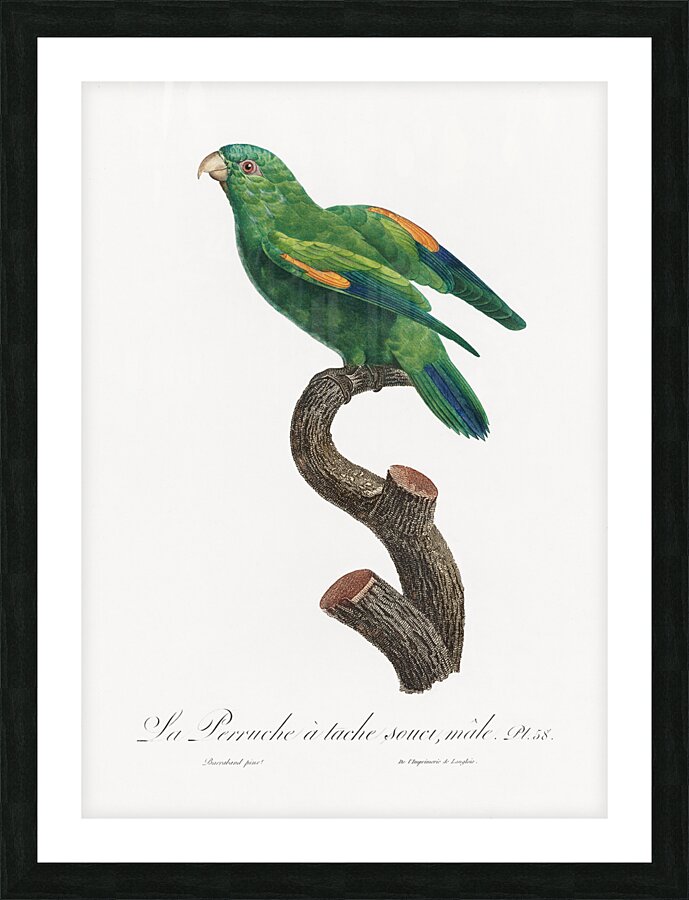 Sumba lorikeet  Picture Frame print