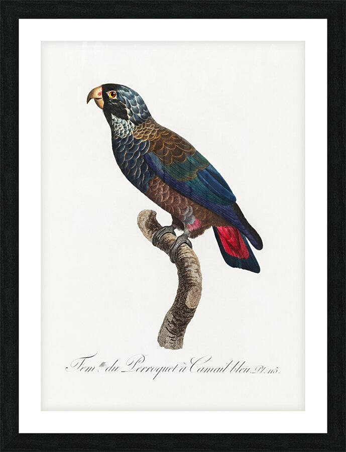 Bronze-winged parrot  Impression et Cadre photo