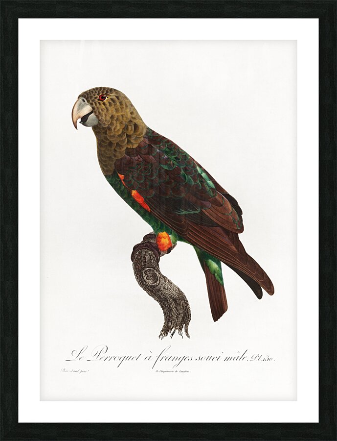 Uncape parrot  Picture Frame print