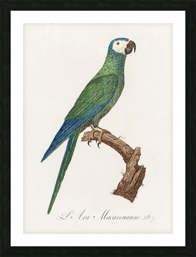 Red-bellied macaw  Picture Frame print