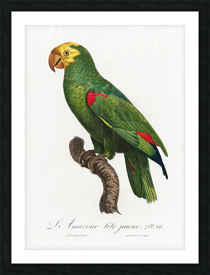 Yellow-crowned amazon  Picture Frame print