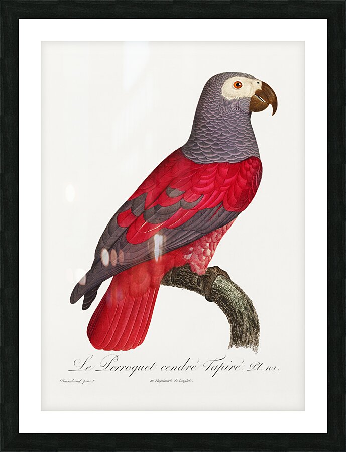 African grey parrot  Picture Frame print