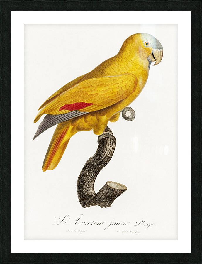 African grey parrot  Picture Frame print