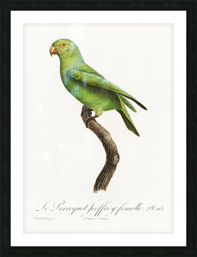 Red-cheeked parrot  Picture Frame print