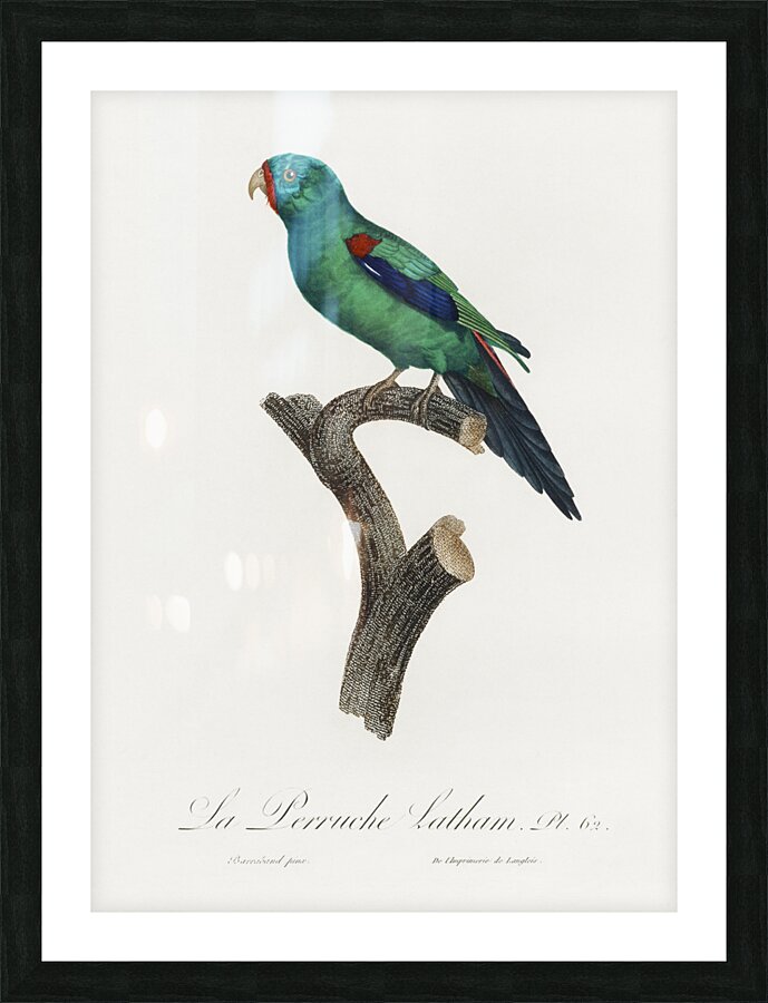 Swift parrot  Picture Frame print