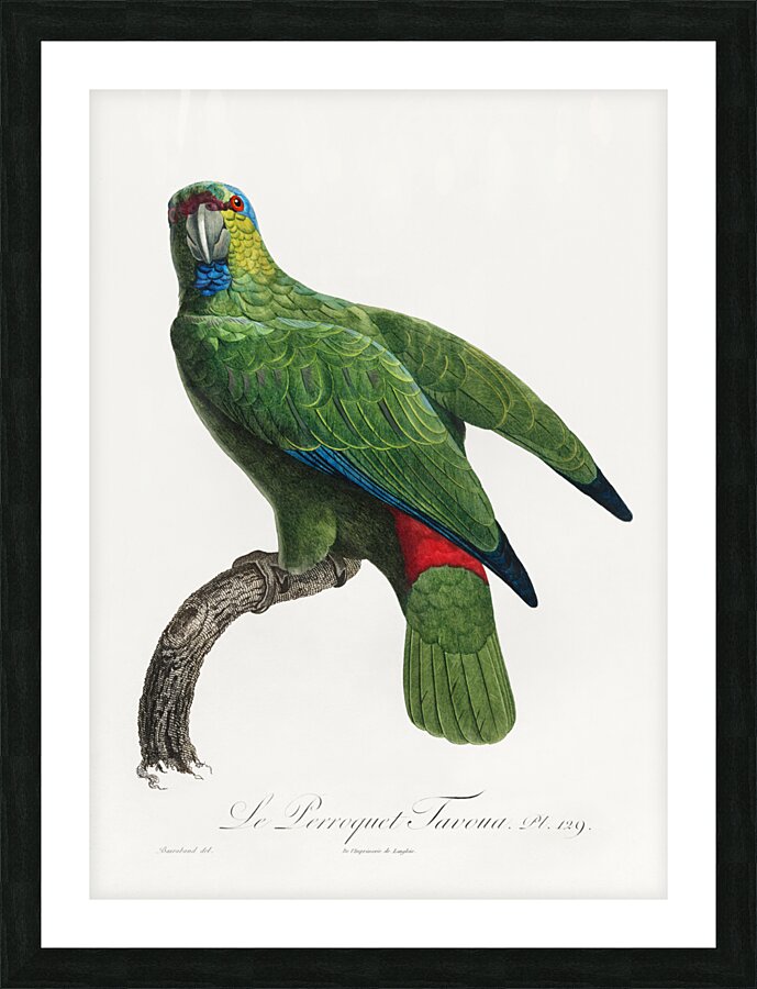Festive parrot  Picture Frame print
