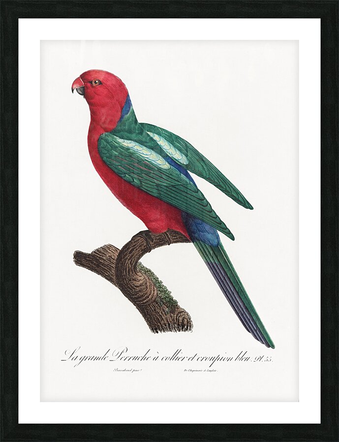 Australian king parrot  Picture Frame print