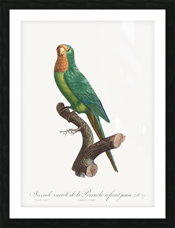 St Thomas conure  Picture Frame print