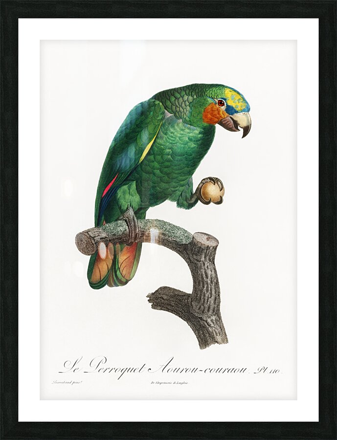 Orange-winged parrot  Picture Frame print