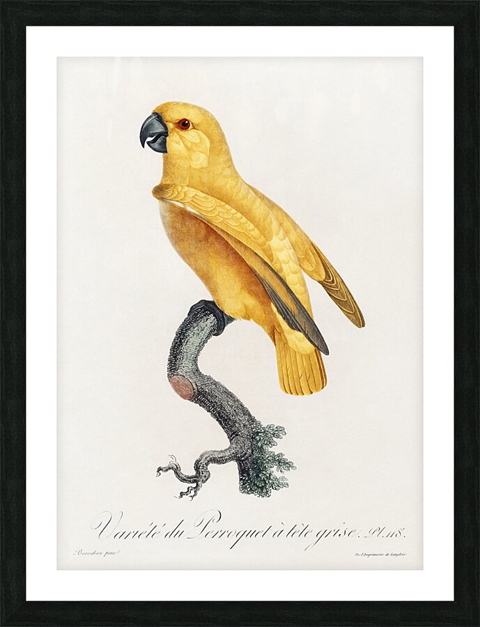 Rare yellow senegal parrot  Picture Frame print