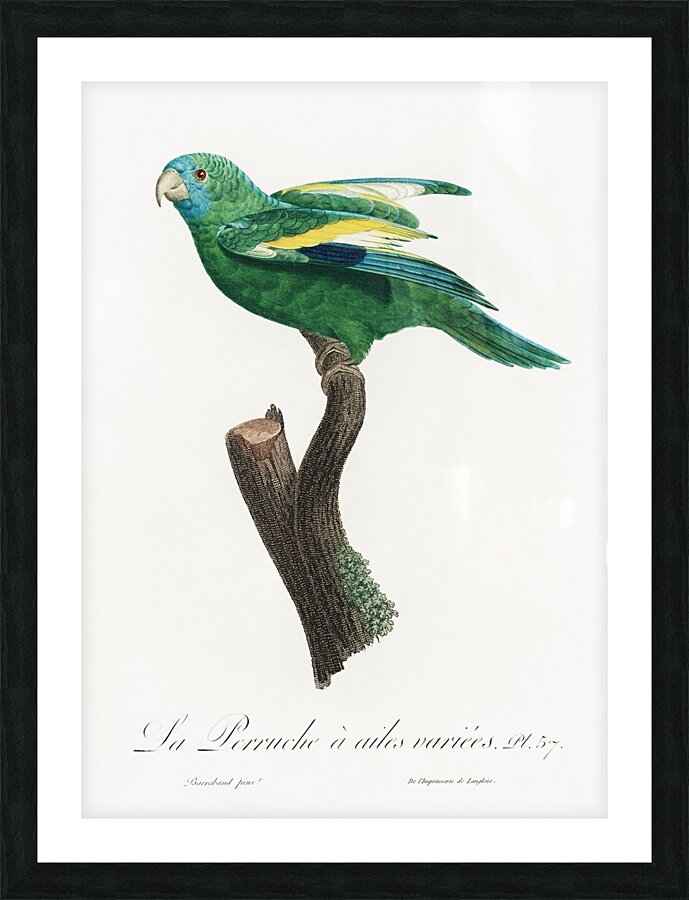 Canary-winged parakeet  Picture Frame print