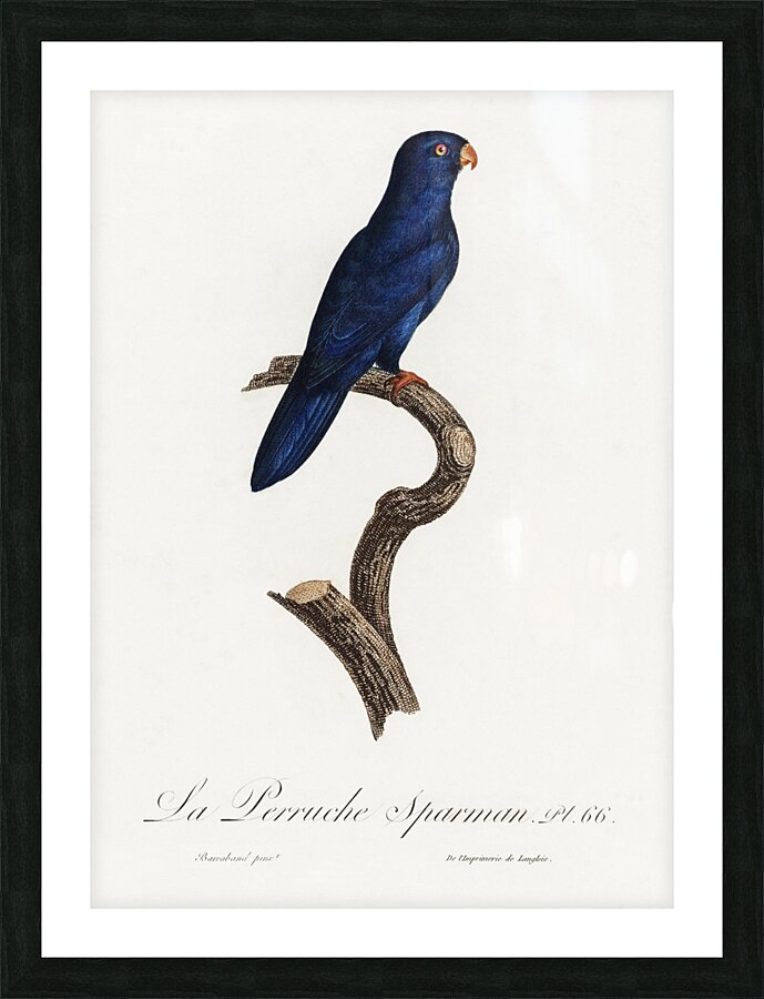 Sparman parakeet  Picture Frame print