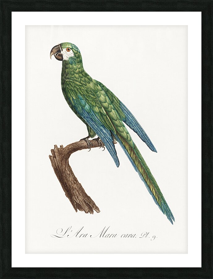 Illigers macaw  Picture Frame print