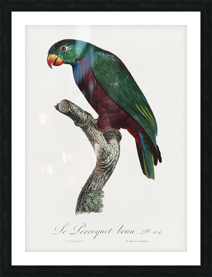 Red-billed pionus  Picture Frame print