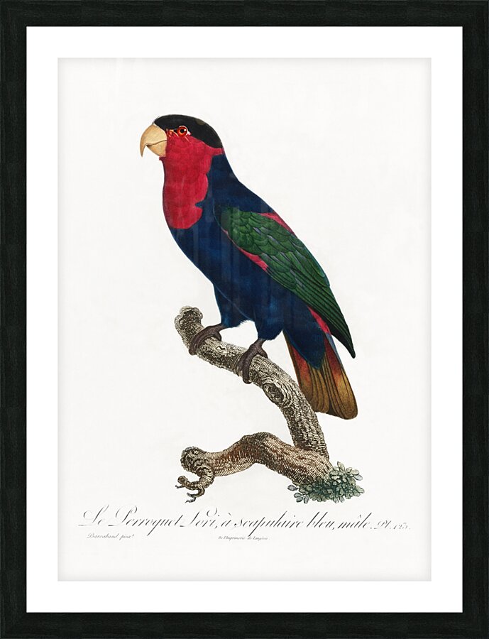 Western black-capped lory  Picture Frame print