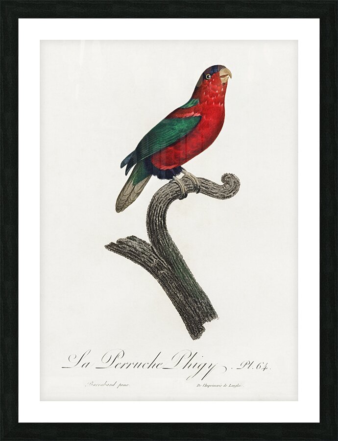 Pygmy parrot  Picture Frame print