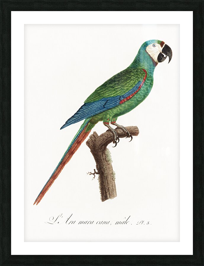 Illigers macaw  Picture Frame print