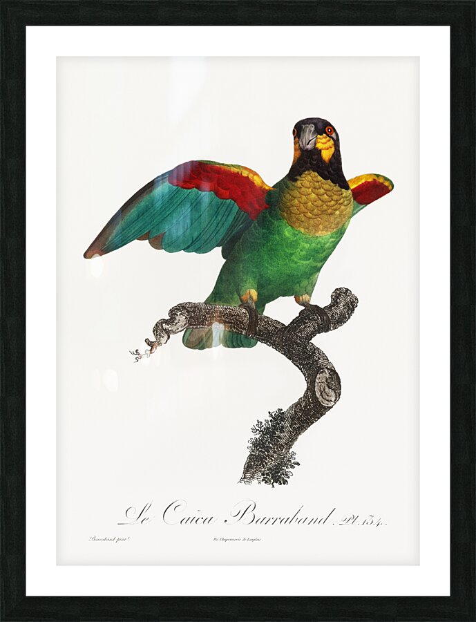 Orange-cheeked parrot  Picture Frame print