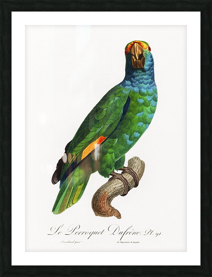 Dufresnes amazon  Picture Frame print