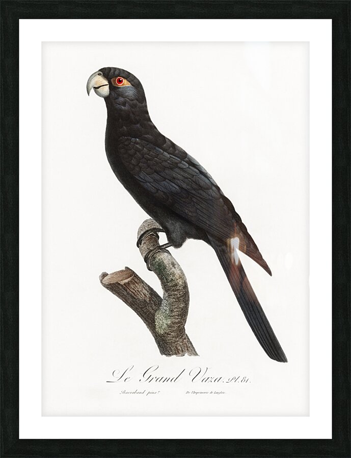 Greater vasa parrot  Picture Frame print