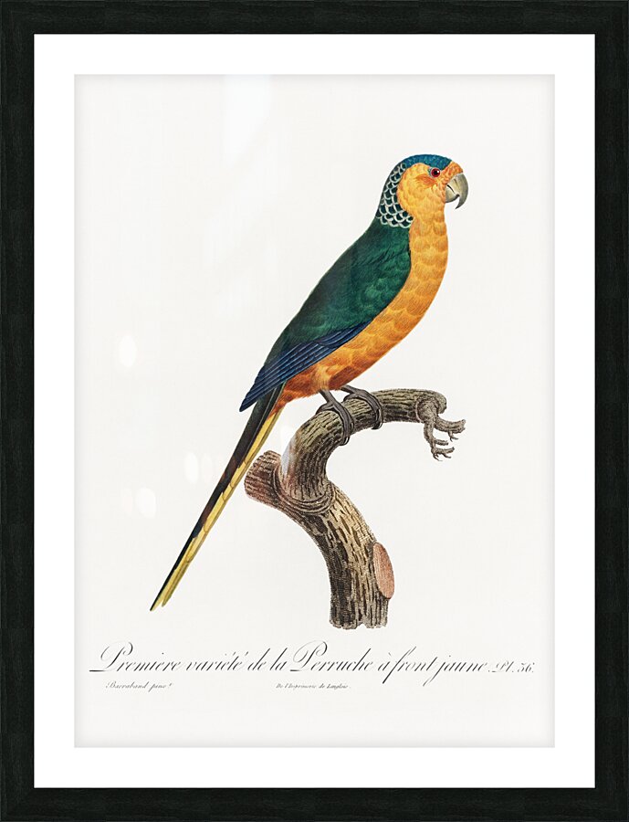 Yellow-fronted parakeet  Picture Frame print