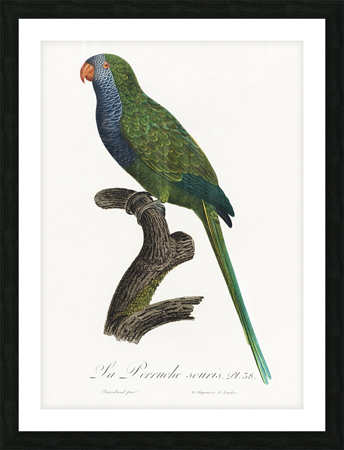 Quaker parrot  Picture Frame print