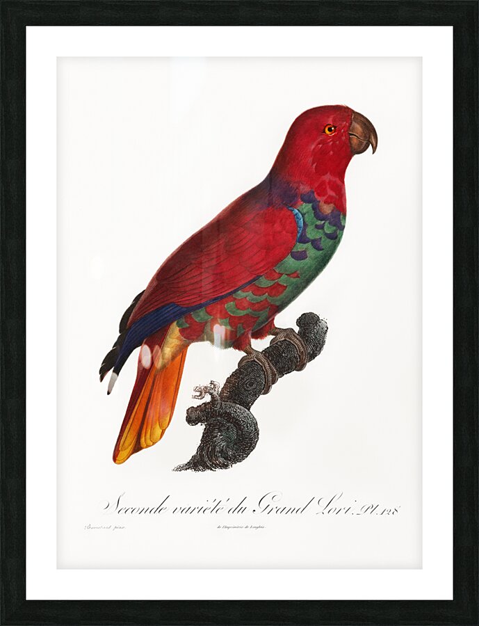 Eclectus parrot  Picture Frame print