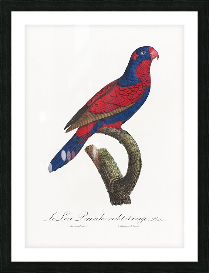 Red-and-blue lory  Picture Frame print