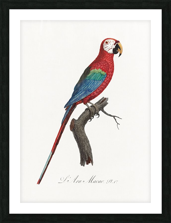 Scarlet macao  Picture Frame print