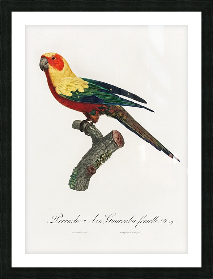 Sun parakeet  Picture Frame print