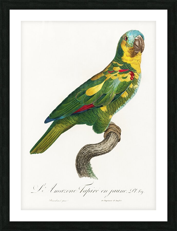 Blue-fronted amazon  Picture Frame print