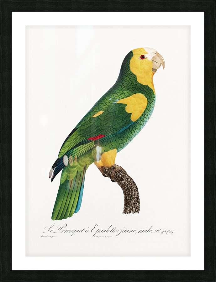 Yellow-shouldered amazon  Picture Frame print