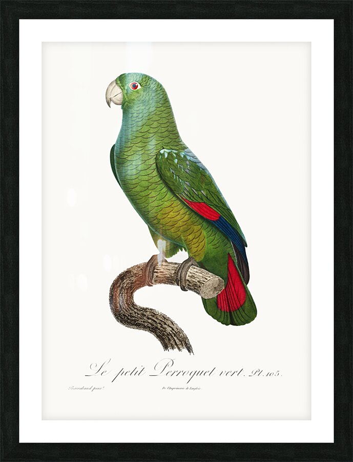 Black-billed amazon  Picture Frame print