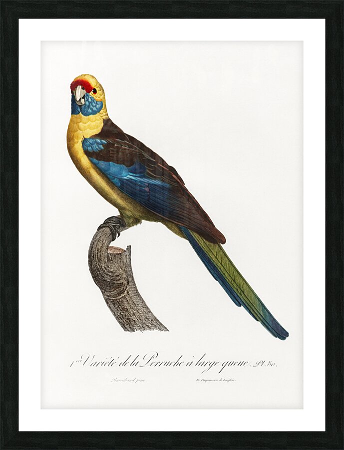 Crimson rosella  Picture Frame print