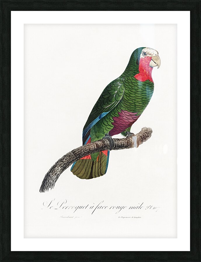 Rose-throated parrot  Picture Frame print