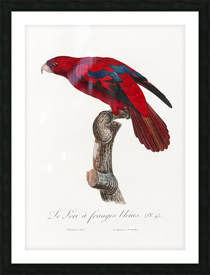 Red lory  Picture Frame print