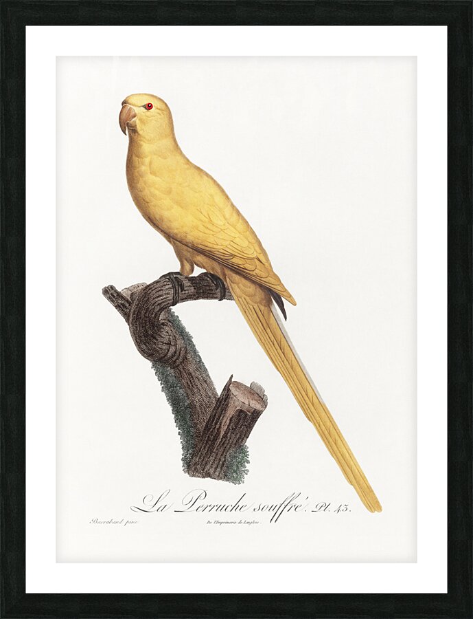 Lutino parakeet  Picture Frame print