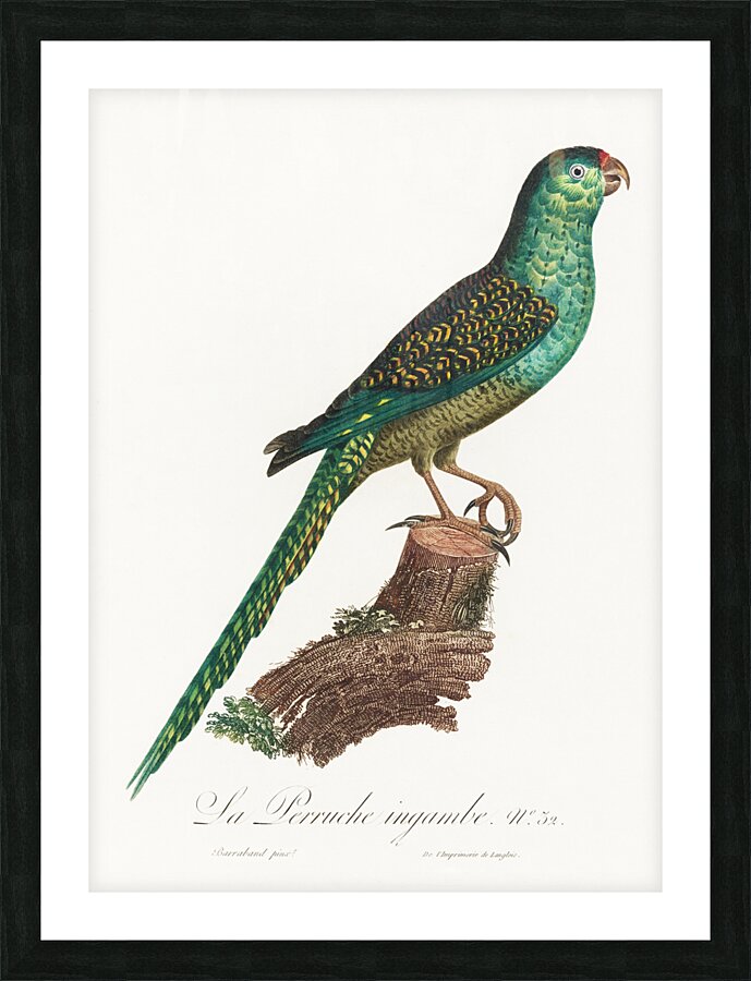 Ingambe parakeet  Picture Frame print