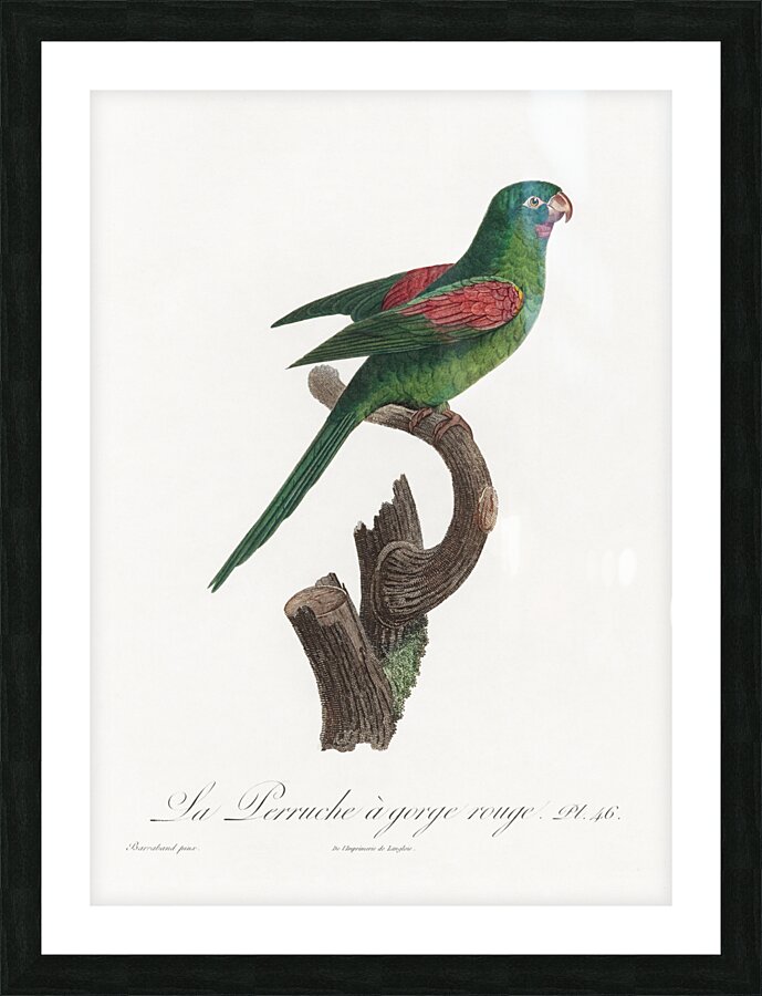 Red-throated conure  Picture Frame print