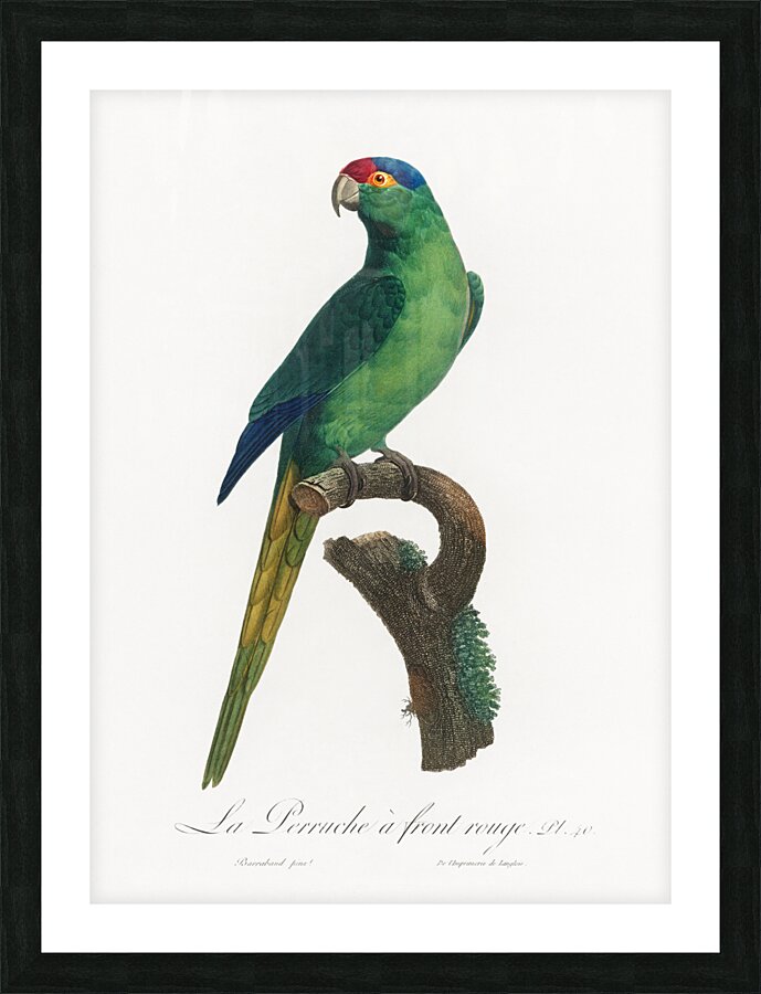 Red-fronted parakeet  Picture Frame print
