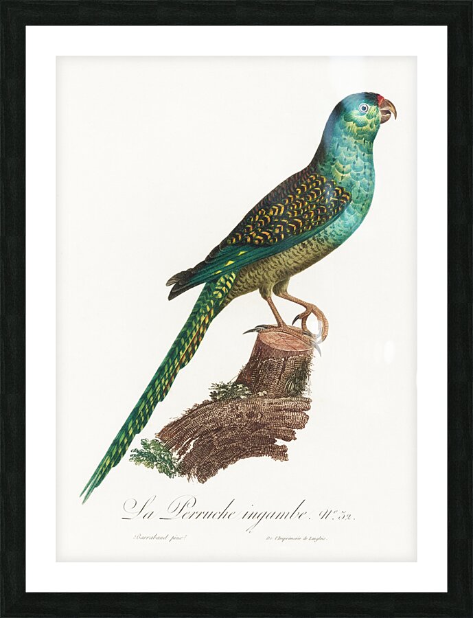 Ingambe parakeet  Picture Frame print