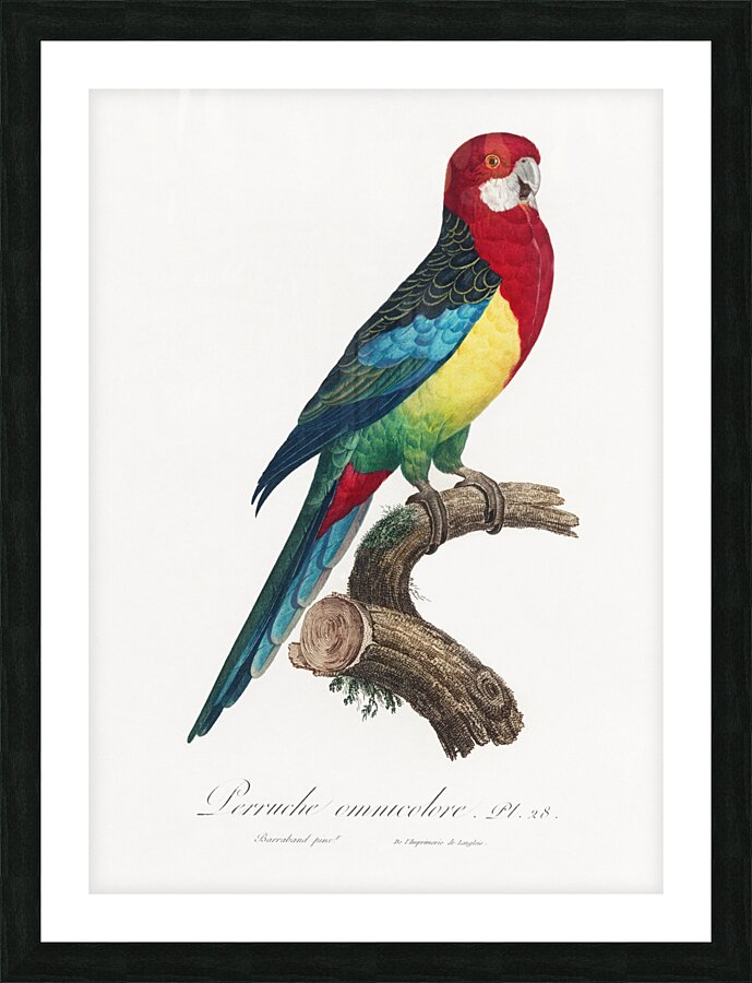 Eastern rosella  Picture Frame print