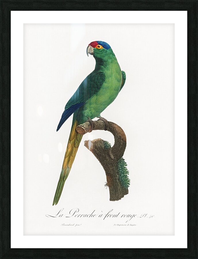 Red-fronted parakeet  Picture Frame print