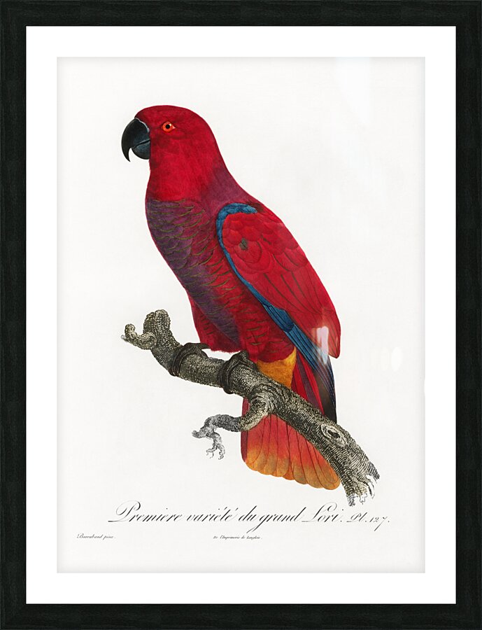 Eclectus parrot  Picture Frame print