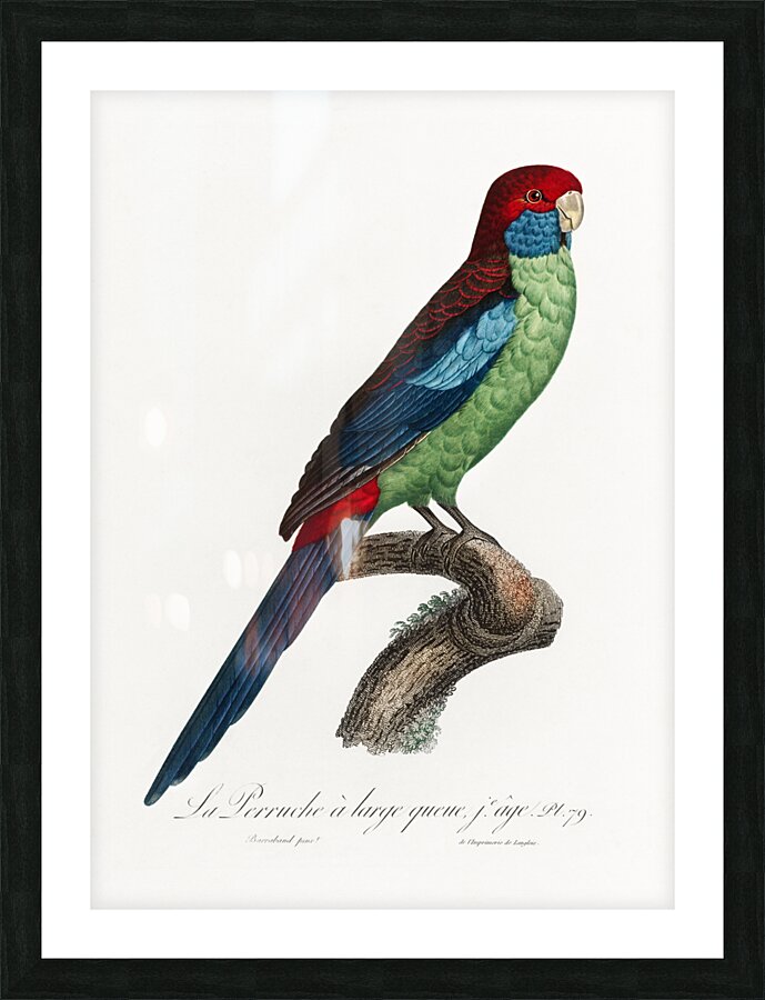 Broad-tailed parrot  Picture Frame print