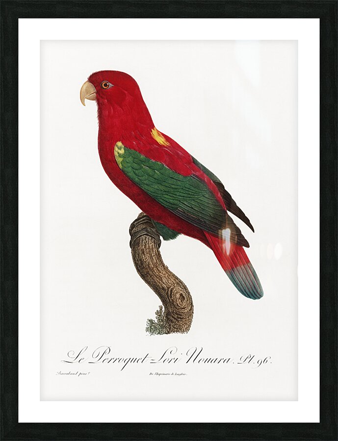 Chattering lory  Picture Frame print