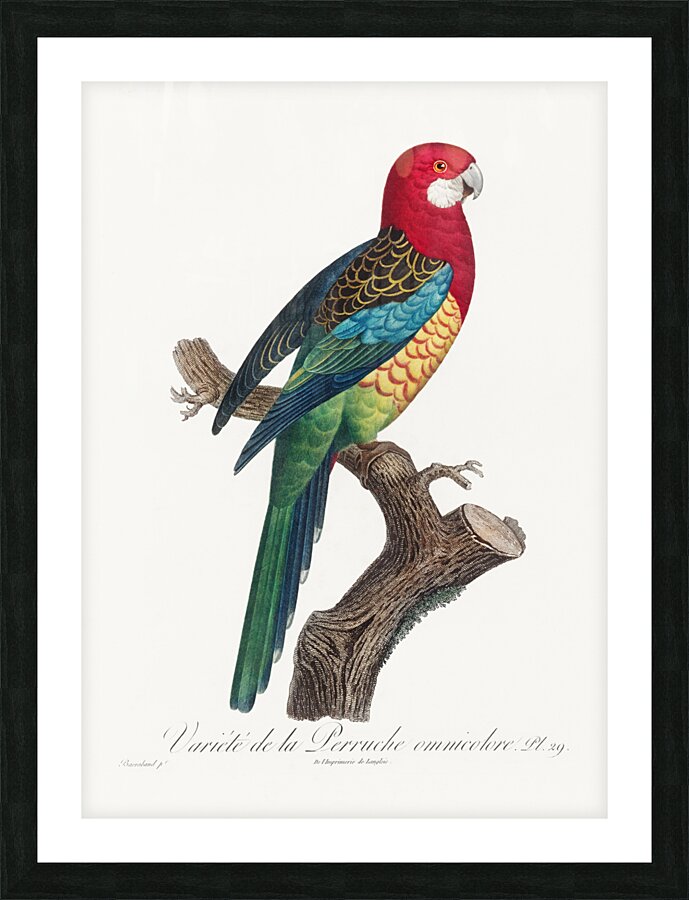 Eastern rosella  Picture Frame print
