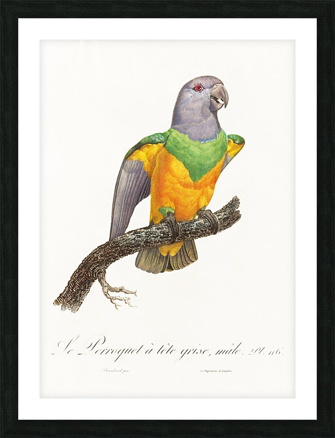 Senegal parrot  Picture Frame print